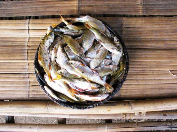Basket-tray with fresh catch.