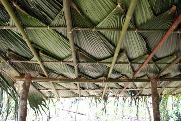 Leaves of the culoo palm (Licuala grandis) provide the thatching materials of choice in Kri shelter construction. The roofing shown here is brand new, installed a few days earlier.