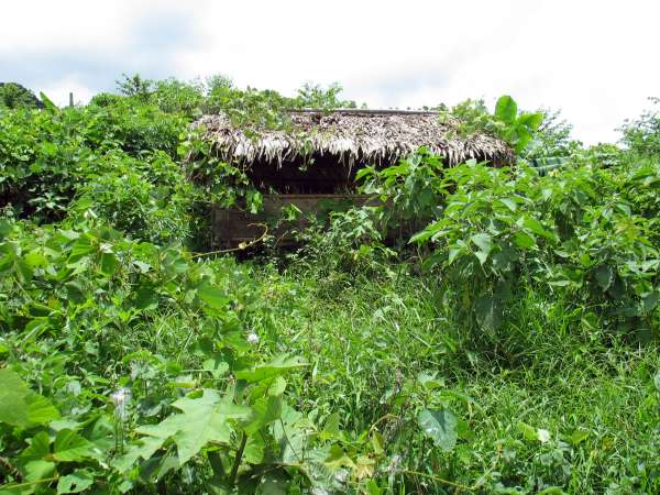 Field huts are constructed for short-term use during weeding, guarding, and harvesting activities by family members at swiddens distant from village home base. Once abandoned, a hut's purpose is served, and it is rapidly reclaimed.