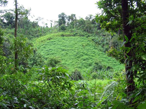 If this swidden field is not decimated by wild pigs, the cassava growing here will provide valuable carbohydrates for Kri families, either as a supplement to rice at dinner time, or boiled as a day time snack. Once utilized, this patch will quickly regenerate: within 20 years it will be hardly distinguishable from surrounding forest.