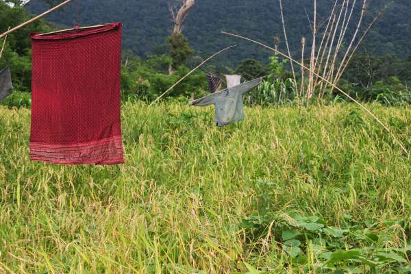 Clothing suspended from bamboo arms sway with the wind in the rice fields, deterring birds when farmers aren't around.